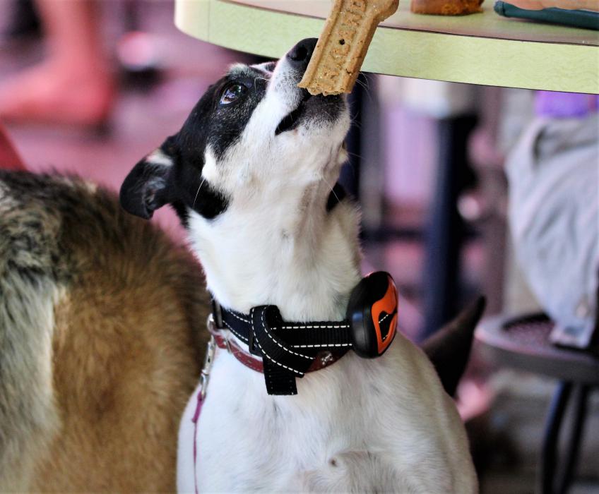 A Terrier is rewarded with a biscuit for good behavior at Adele's Saturday.