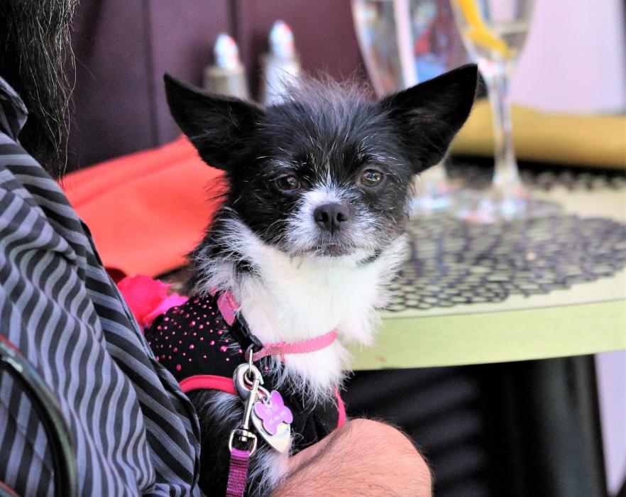 A small dog dressed in her finery for Saturday's Dog Town fundraiser at Adele's.