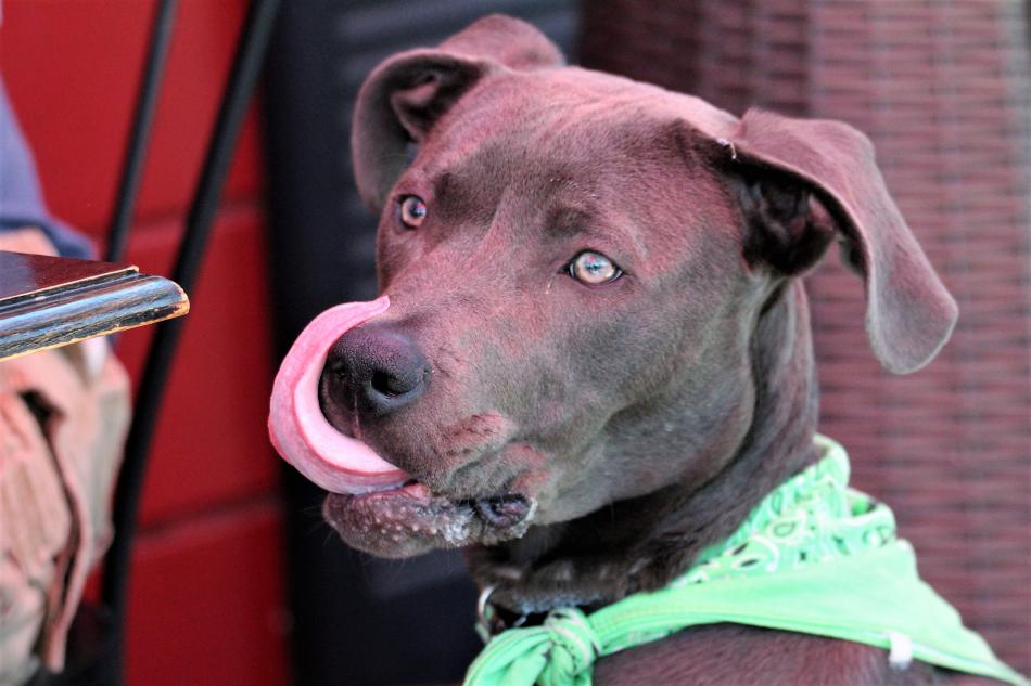 Photos by Brett Fisher. An 8-month old American Bull Terrier licks his jowls Saturday at Adele's.