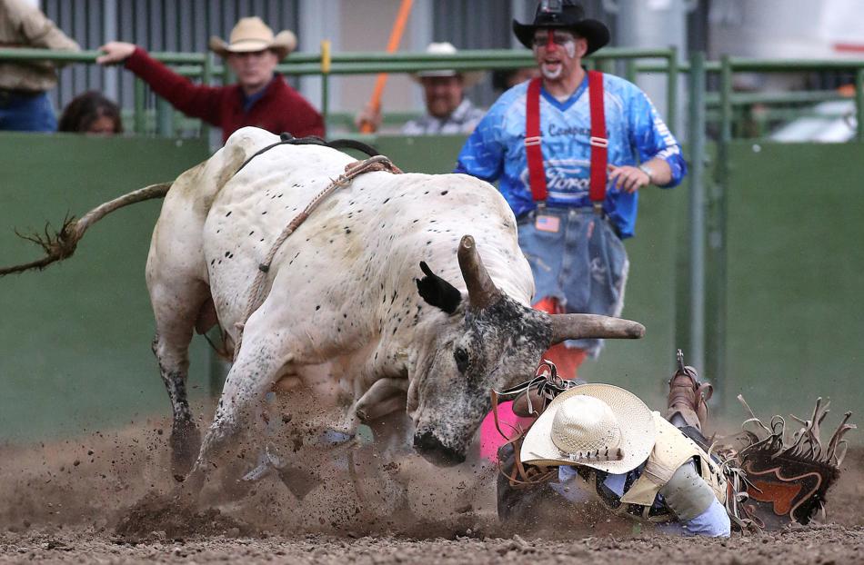 Bulls, Broncs and Barrels from last year. Cathleen Allison, Nevada Photo Source