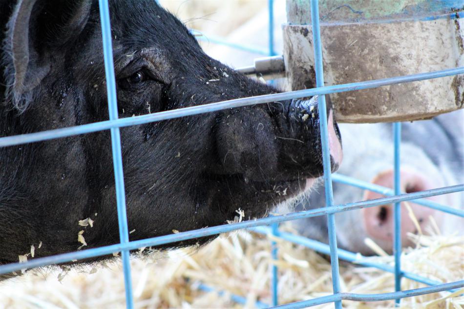 A pig drinks water in its pen under the livestock exhibit tent at the Carson City Fair.