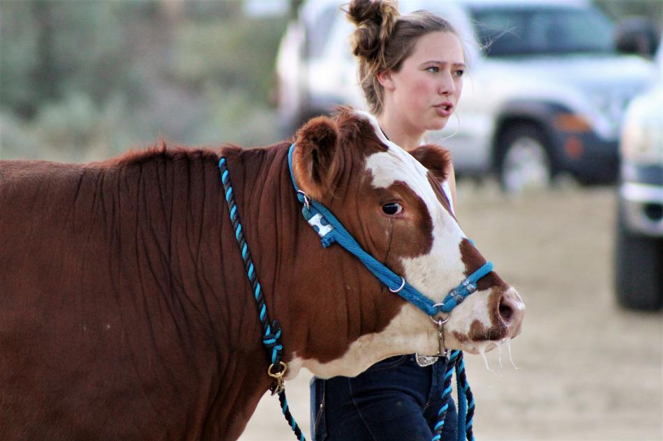 A young woman walks her cow into the livestock exhibit tent at the Carson City Fair.