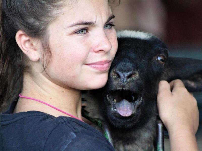 Photos by Brett Fisher. A young woman comforts her Suffolks ewe during livestock check-in at the Carson City Fair.