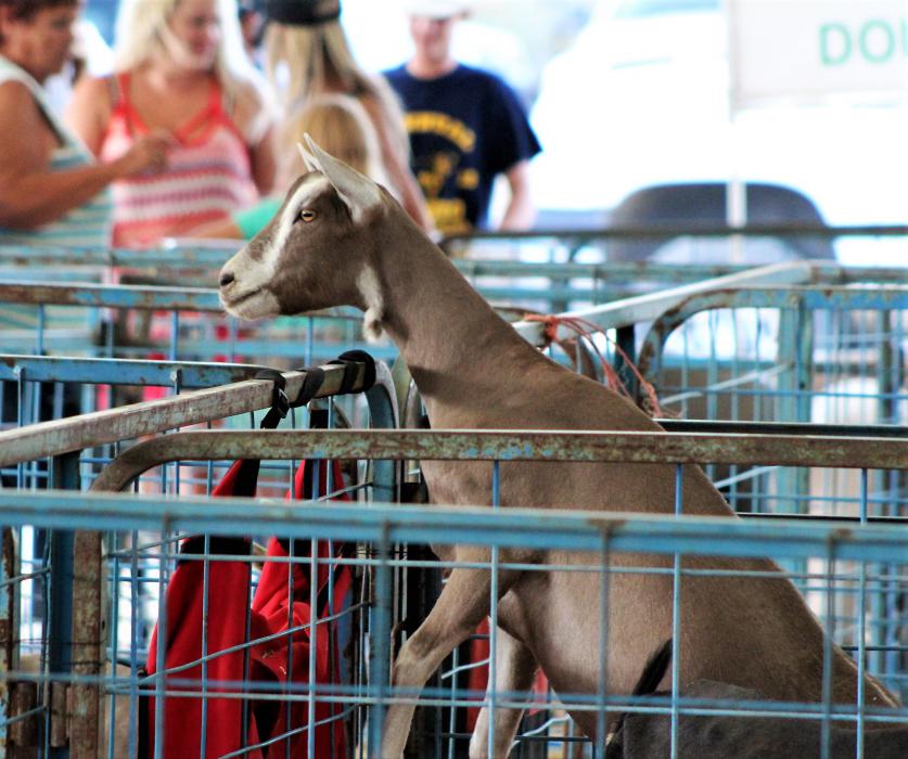 A goat on its hind legs looks out over the pens toward food.