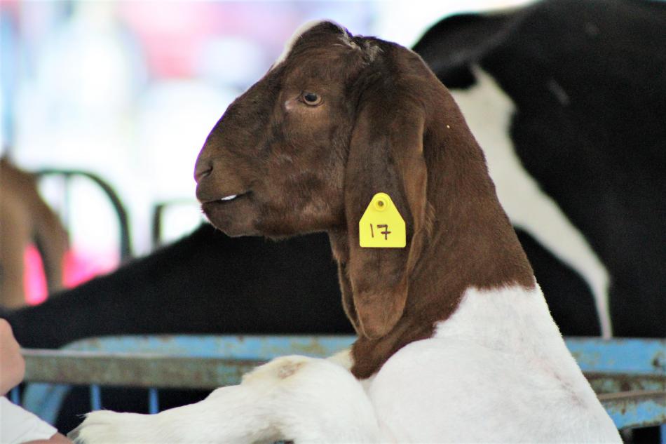 A kid goat on its hind legs eagerly waits for food Wednesday.