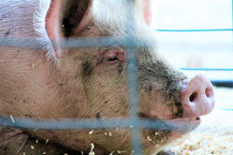 A pig rests in its pen under the livestock exhibit tent at the Carson City Fair.
