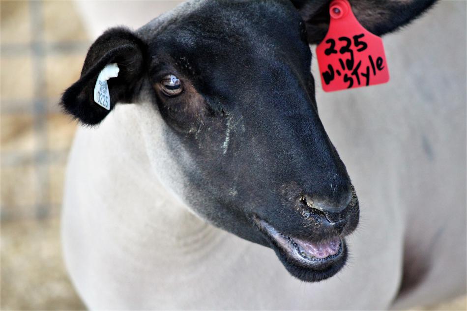 A Suffolks ewe under the livestock exhibit tent at the Carson City Fair.