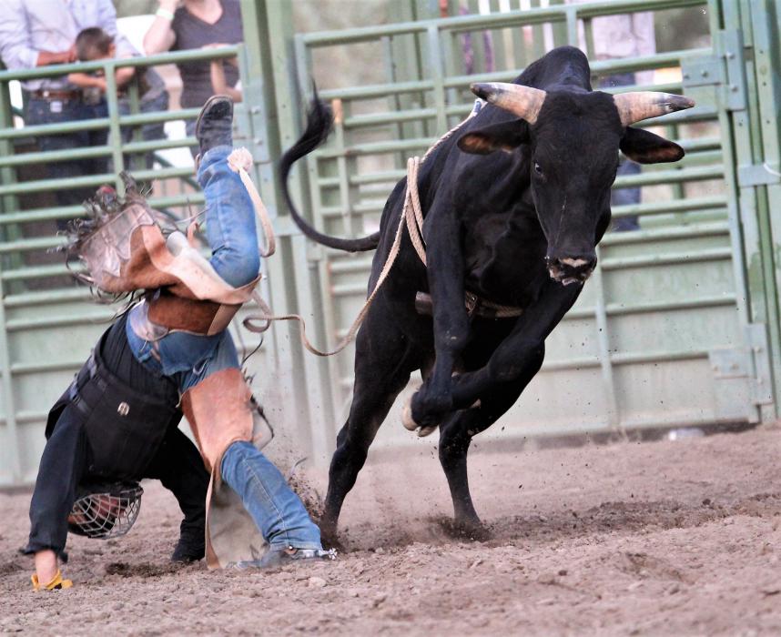 A junior rider is bucked off a young bull Friday at the start of the bull riding competition.