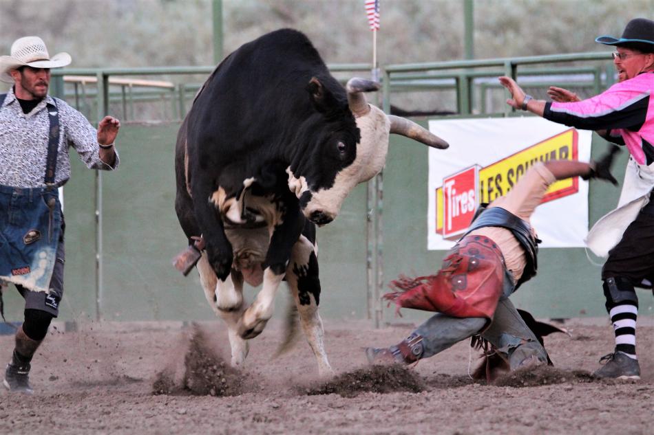 A large bull bucks off its rider as it eyes the bullfighters in the arena Friday.