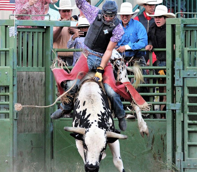 A bull kicks out of the chute Friday.