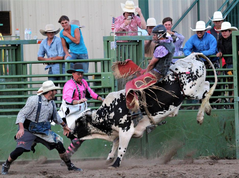 A professional bull rider clings to the back of an angry bull Friday.