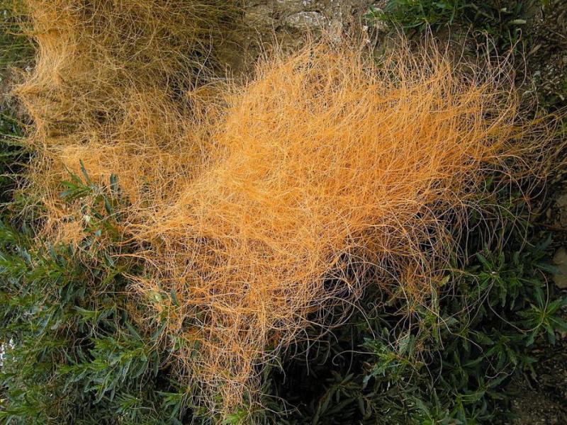 Orange dodder, courtesy Wikipedia