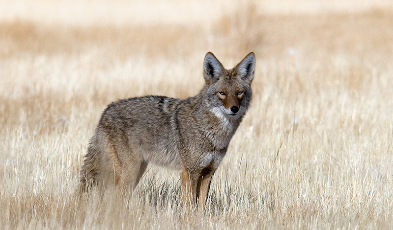 Photo by Tim Torell for Nevada Department of Wildlife