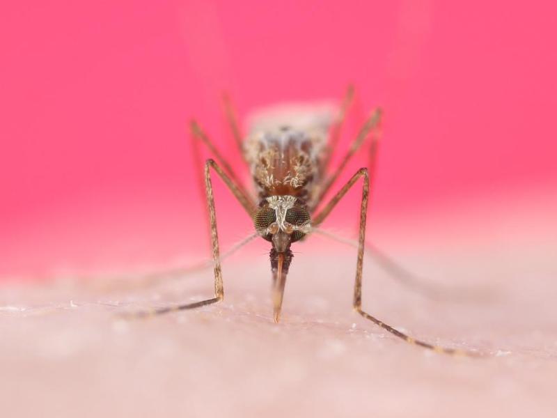 A gambiae, also known as a mosquito, feeds on a human. Photo taken by University of Nevada, Reno Assistant Professor Andrew Nuss