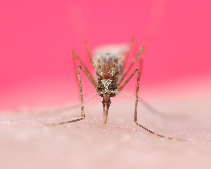 A gambiae, also known as a mosquito, feeds on a human. Photo taken by University of Nevada, Reno Assistant Professor Andrew Nuss