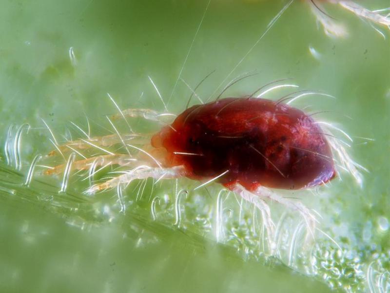 Spider mite, courtesy Wikipedia