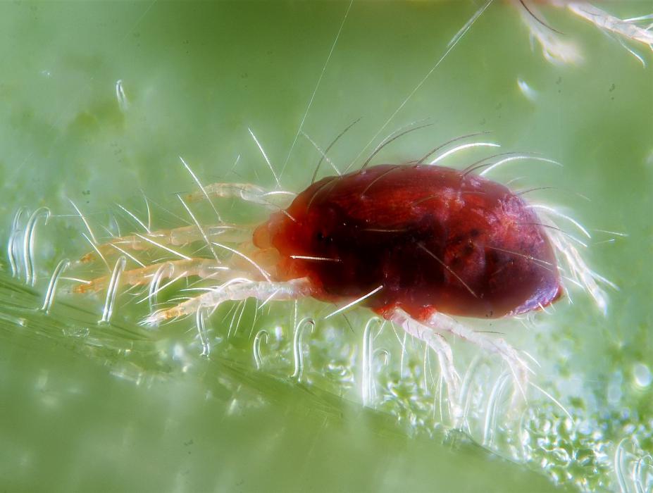 Spider mite, courtesy Wikipedia