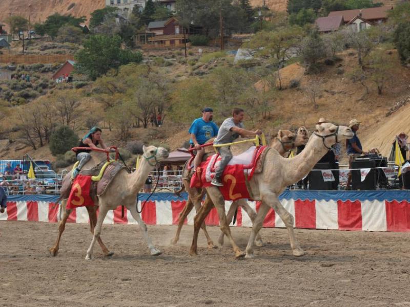 Virginia City saddles up for 67th International Camel and Ostrich Races