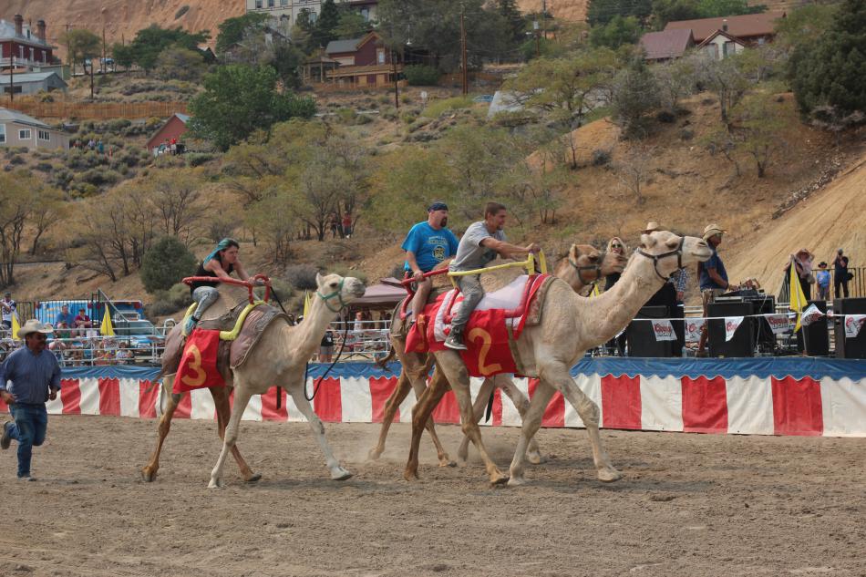 The International Camel and Ostrich Races takes place Sept. 8-10 at the Virginia City Arena and Fairgrounds.