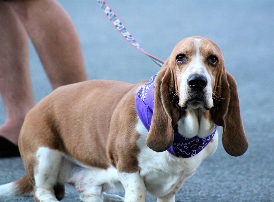 Seven year-old Blue, a Bassett Hound, enjoyed the food scene Wednesday.