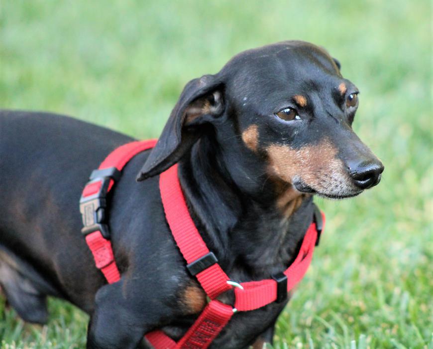 A Dachsund perks up at the sound of fare being served at a nearby food truck.