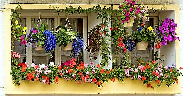 Photo courtesy Wiki Nursery Live