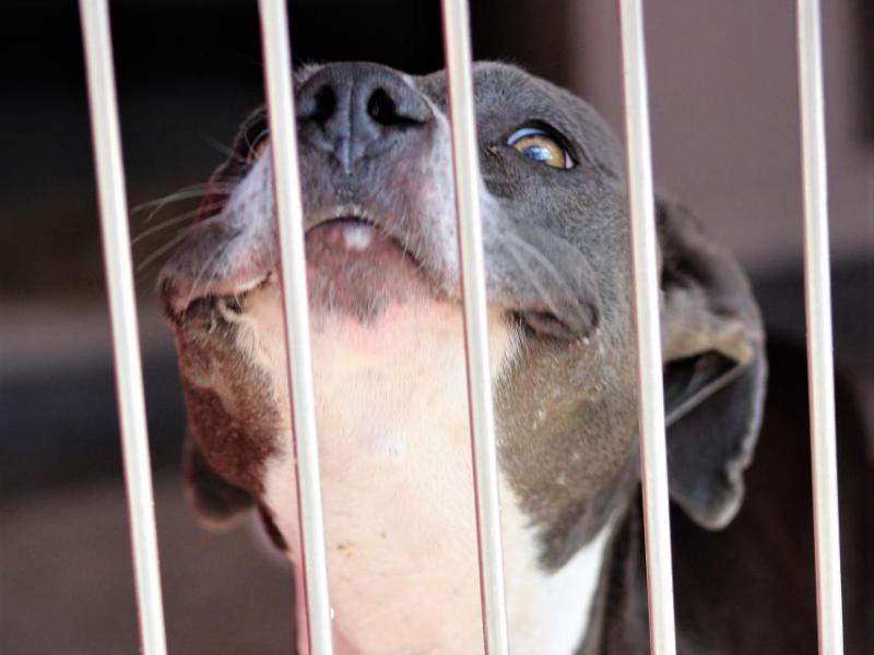 Photos by Brett Fisher. Smile, it's National Dog Day.