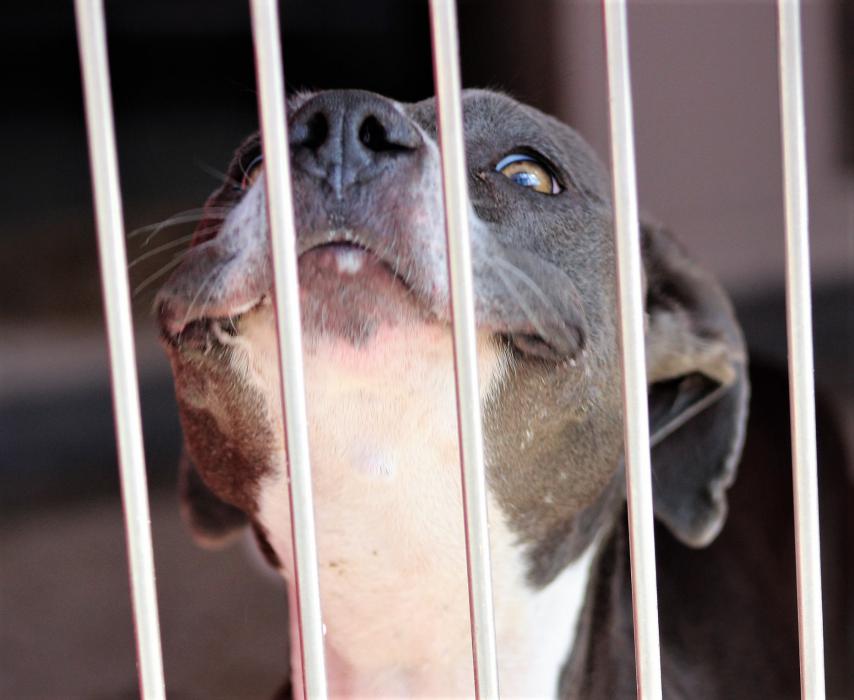 Photos by Brett Fisher. Smile, it's National Dog Day.