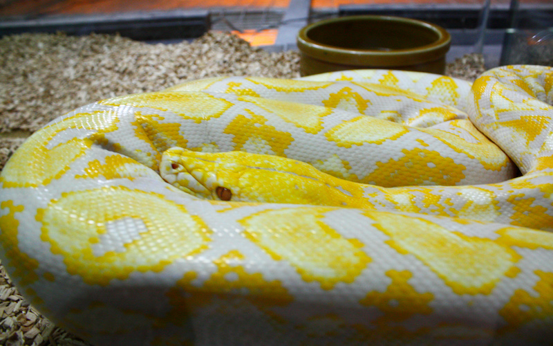 Wikipedia photo of albino python similar to the one found Monday night in Carson City.
