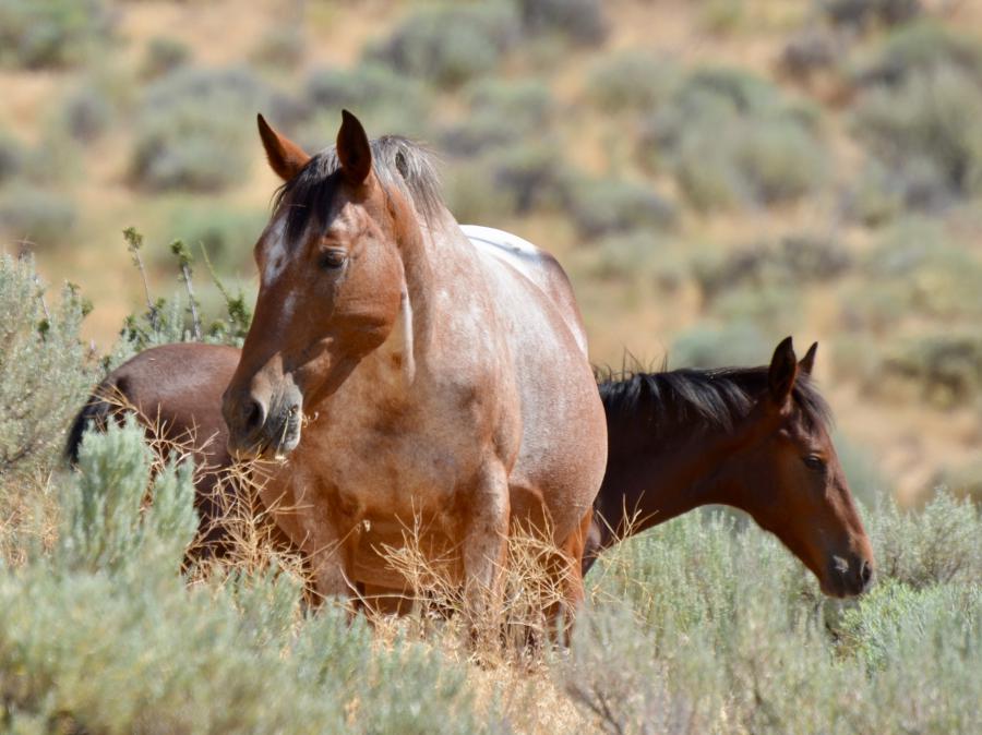 Washoe Lake Wild Horses