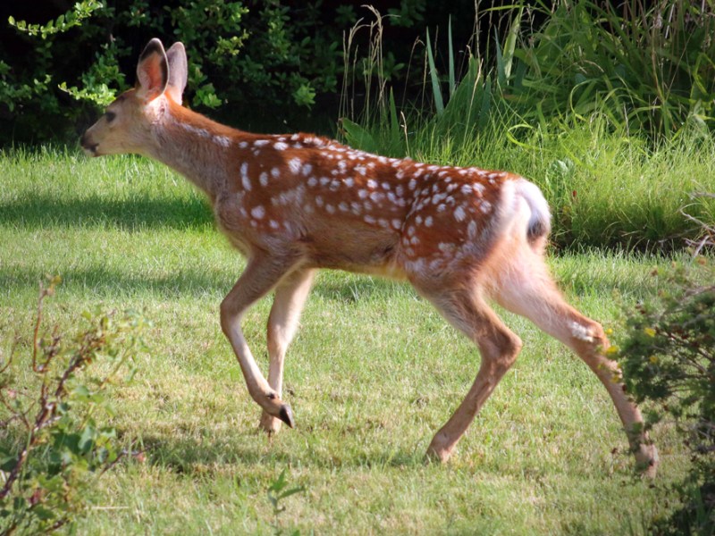 Fawn on Lawn