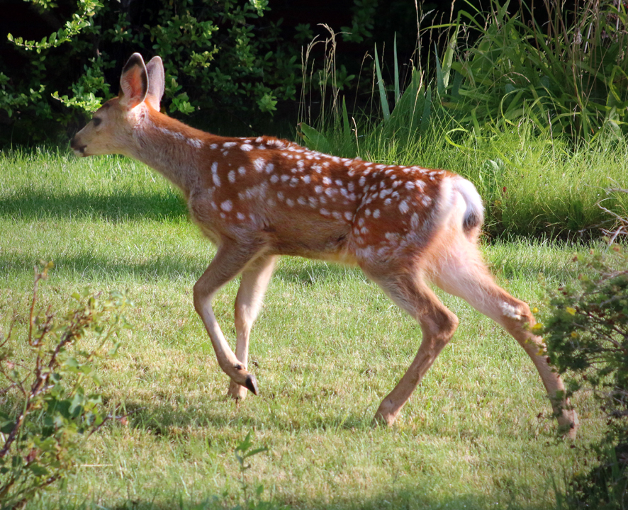 Fawn on Lawn
