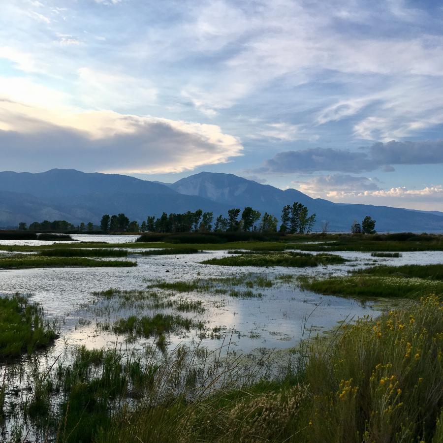 Wetlands