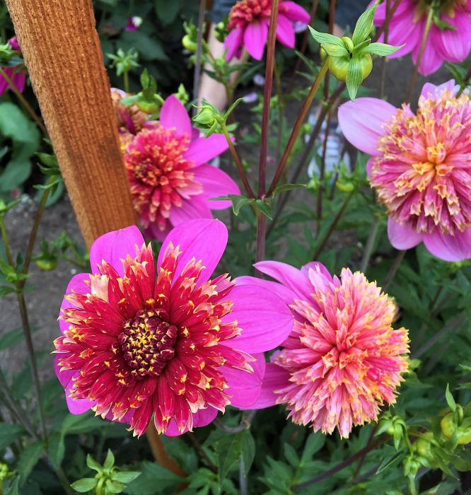 Dahlia flowers.