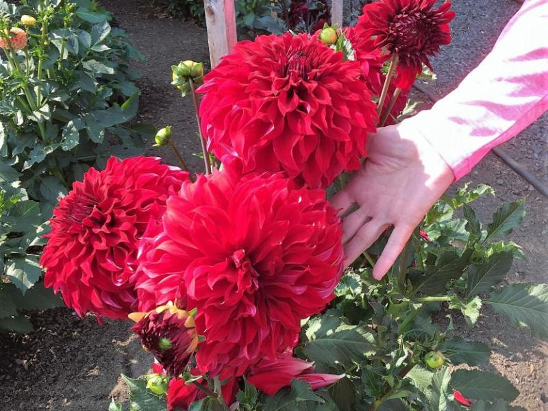 Photos courtesy JoAnne Skelly. Large red dahlias.