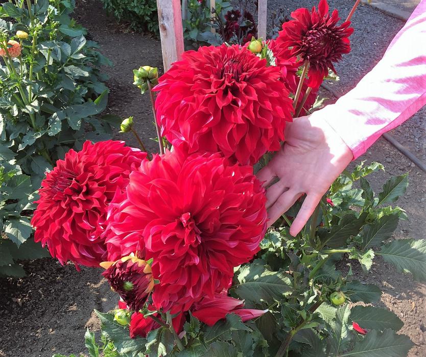 Photos courtesy JoAnne Skelly. Large red dahlias.