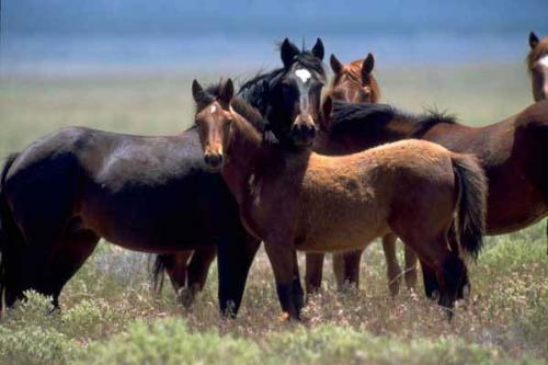 Bureau of Land Management photo.