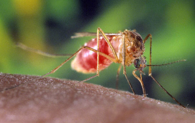Human cases of West Nile Virus reported in Carson City, Lyon and Douglas counties.