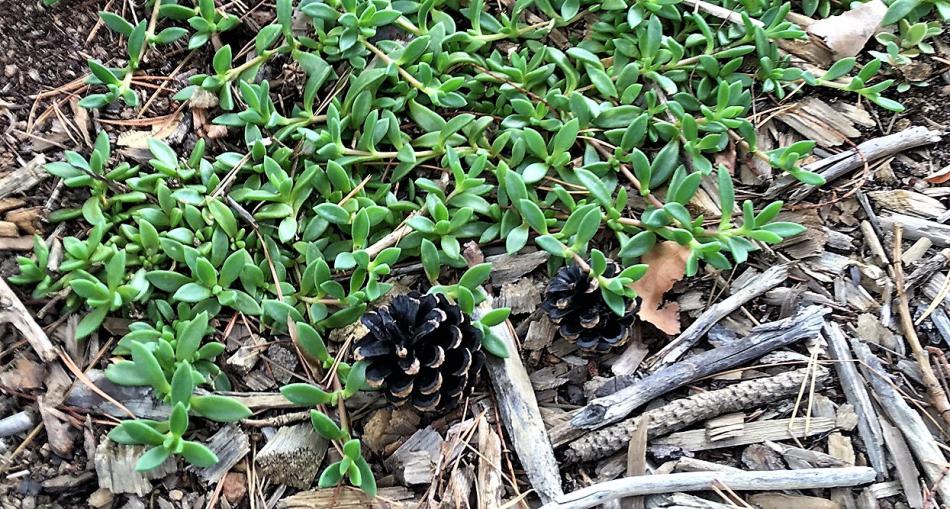 Delosperma.