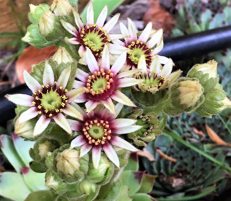 Flowering Hens and Chicks.