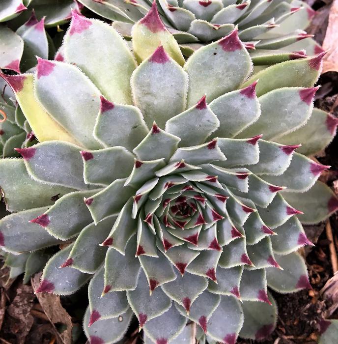 Sempervivum Hens and Chicks.
