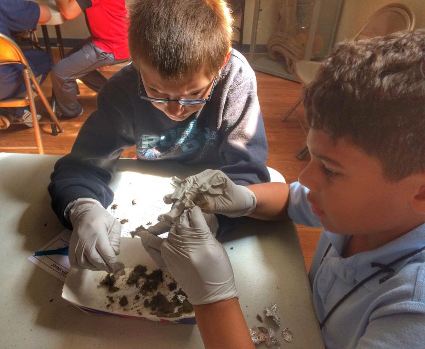 Bordewich students sift through regurgitated owl pellets.