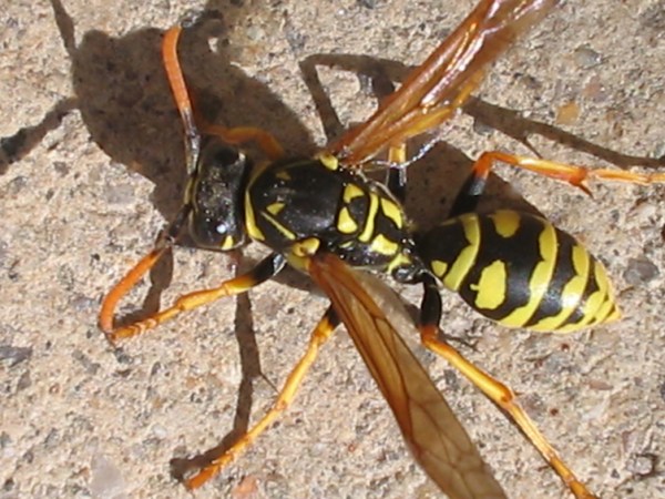 Northern Nevada backyards and gardens: Battling pests