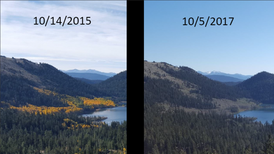 Photos from 2015 and 2017 show infestation of white satin moth at Lake Tahoe State Park.
