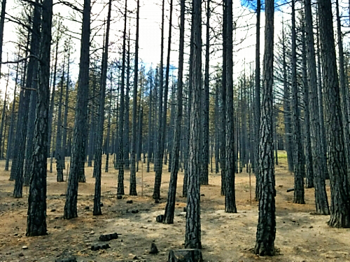 A stand of pine trees blackened by fire on Franktown Road.