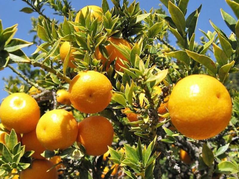 Photos courtesy Wikipedia. A tree branch full of ripening oranges.