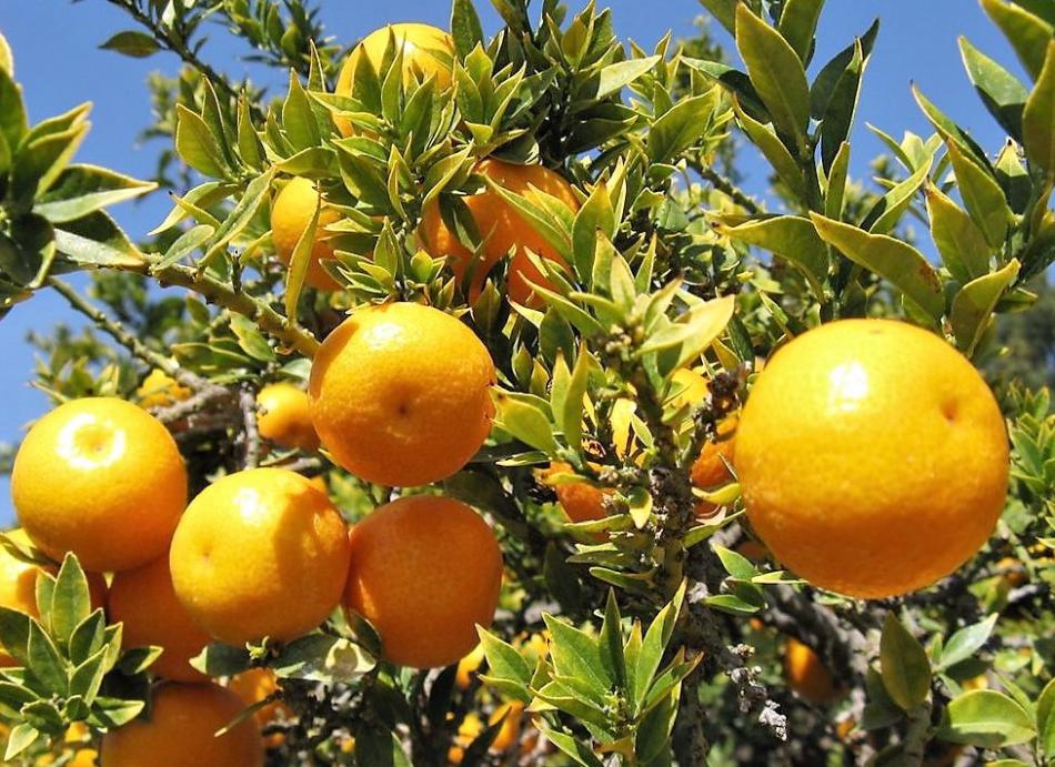 Photos courtesy Wikipedia. A tree branch full of ripening oranges.