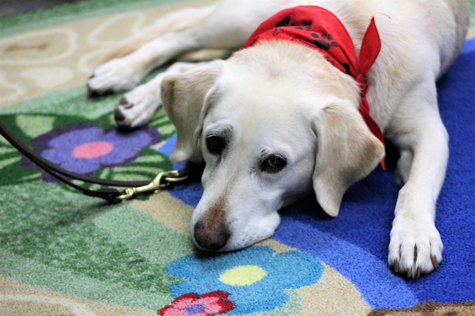 A yellow lab therapy dog rests while listening to reading Saturday.