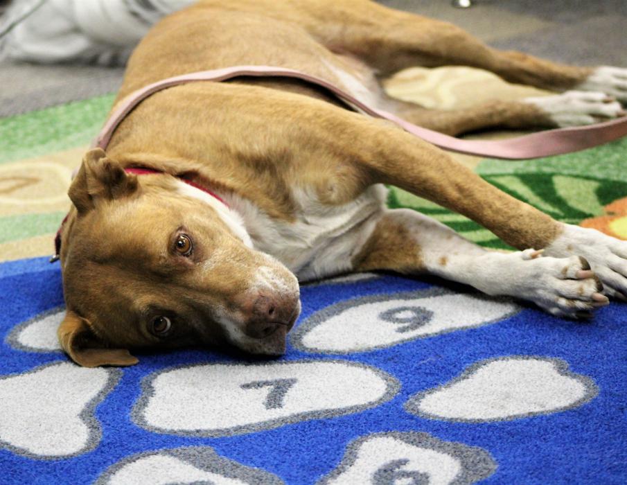 A therapy dog relaxes while listening to a child read Saturday.