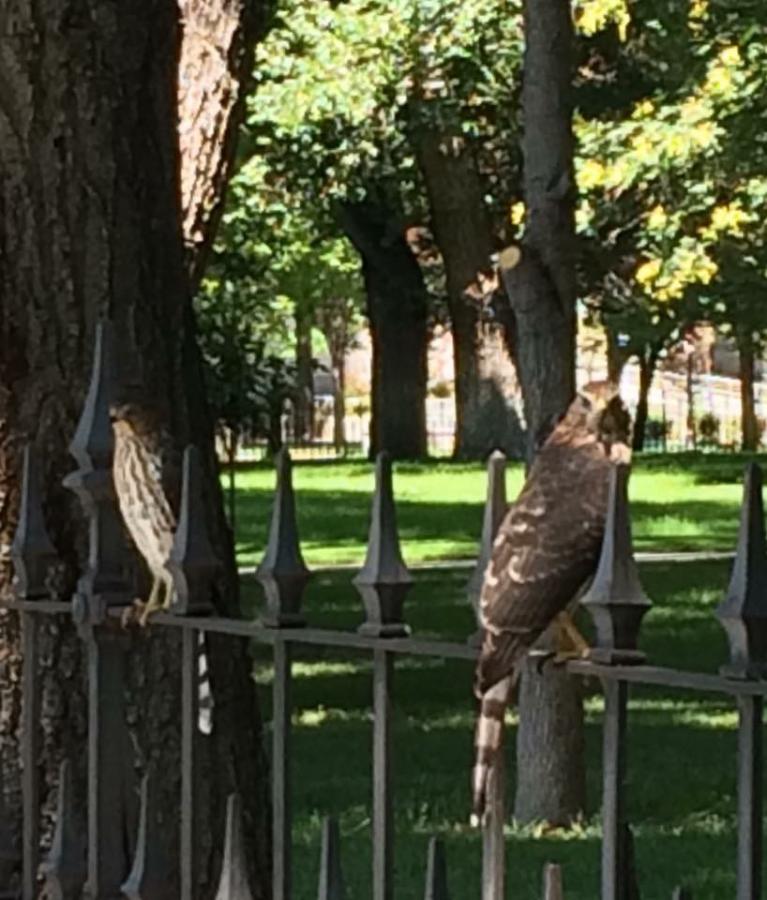 Cooper's Hawk
